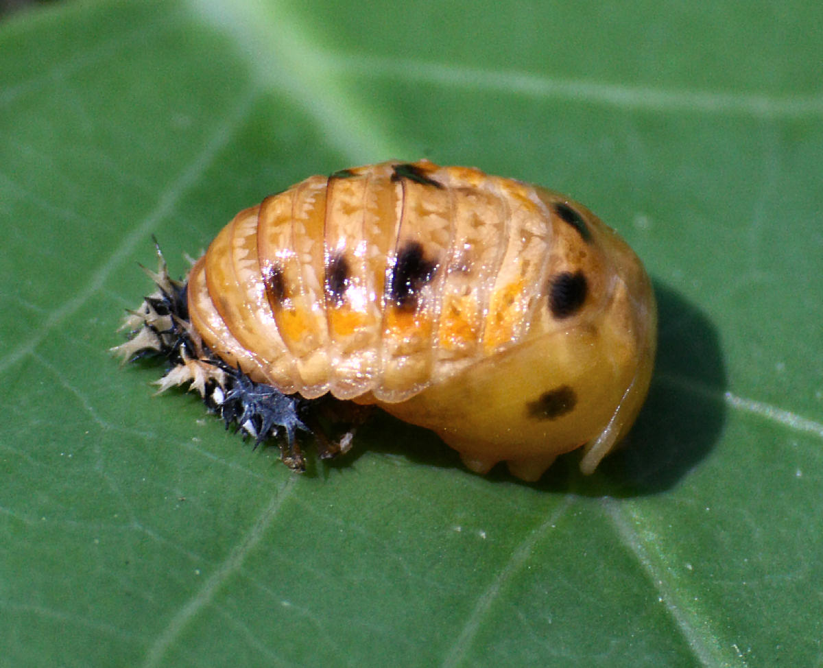 una carrellata di Harmonia axyridis nelle fasi di sviluppo